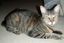 [another picture of Benny, a Domestic Short Hair gray tabby\ cat] 