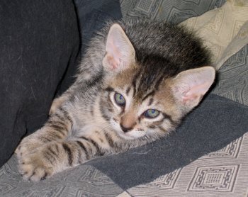 [picture of Benny, a Domestic Short Hair gray tabby cat]