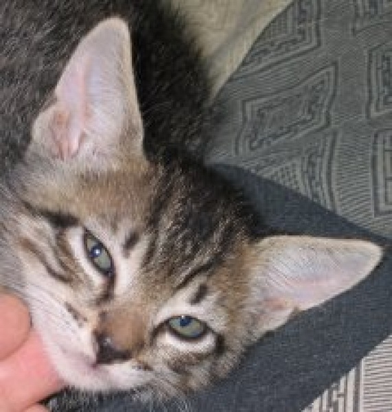 [picture of Benny, a Domestic Short Hair gray tabby cat]