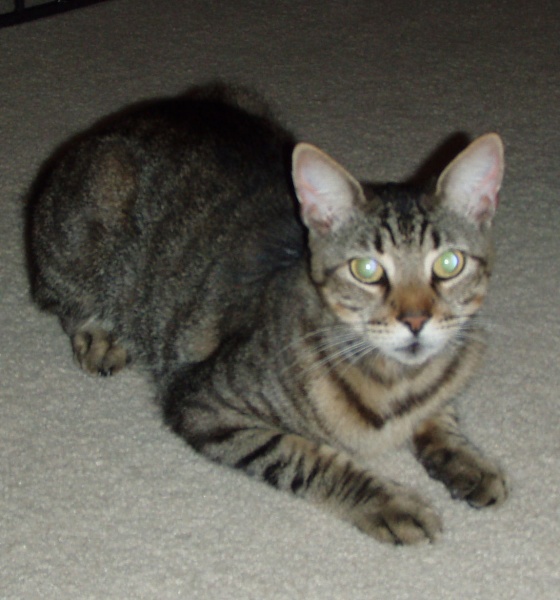 [picture of Benny, a Domestic Short Hair gray tabby cat]