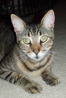 [picture of Benny, a Domestic Short Hair gray tabby\ cat] 