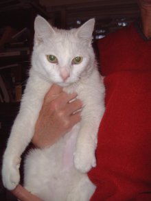 another picture of Hello Kitty, a Domestic Short Hair white