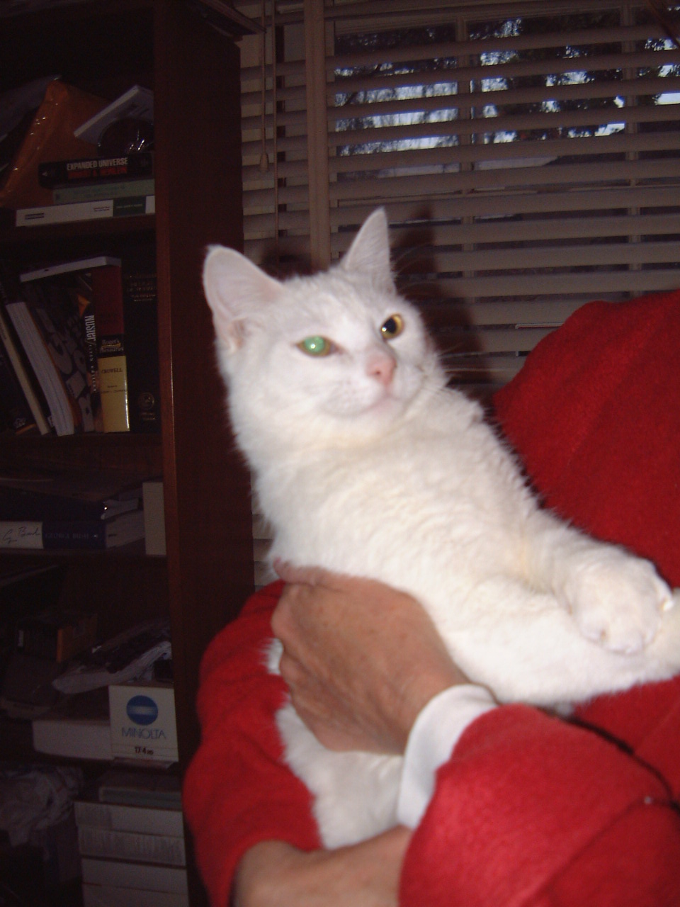 picture of Hello Kitty, a Domestic Short Hair white