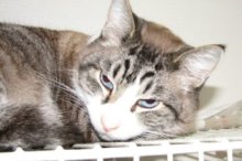 picture of Rex, a Siamese/Domestic Short Hair-x lynxpoint/white