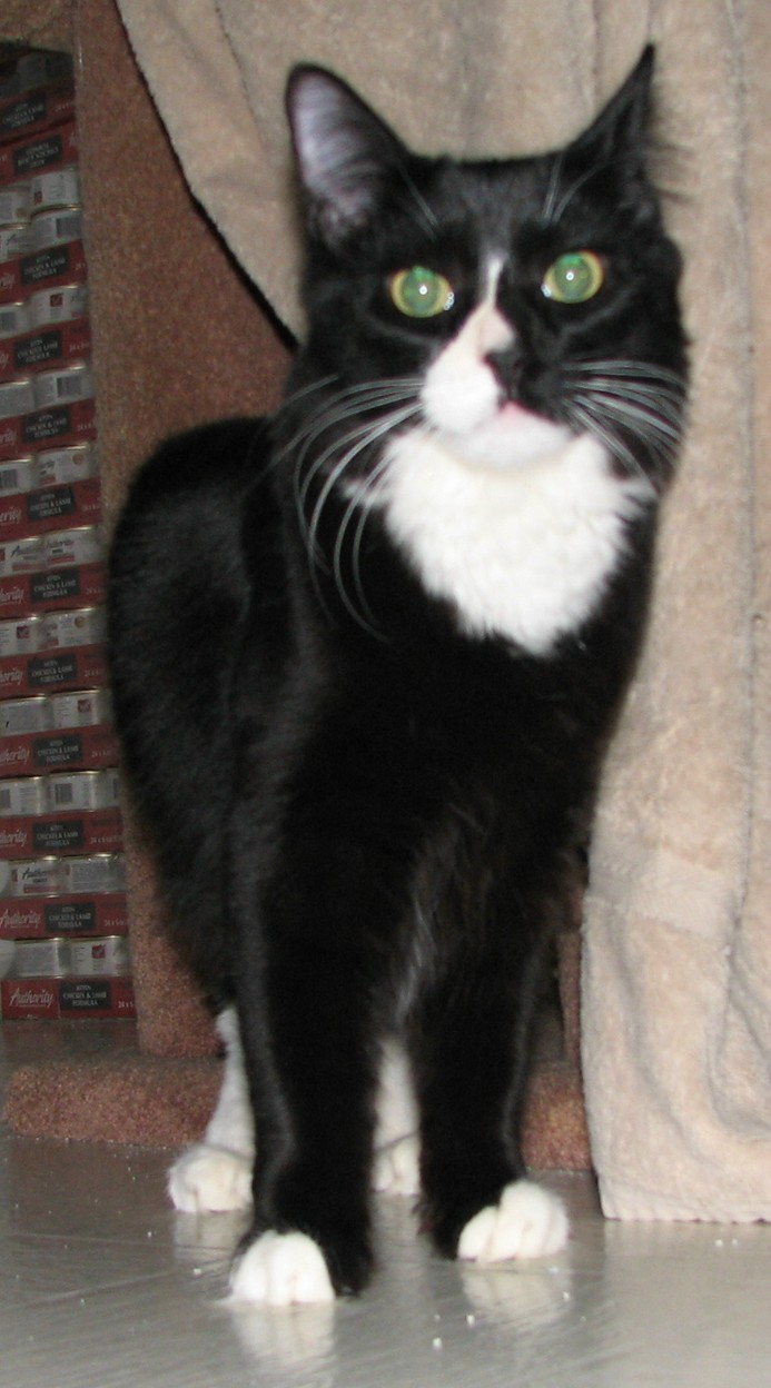 picture of Murray, a Domestic Medium Hair black/white
