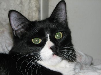 picture of Murray, a Domestic Medium Hair black/white