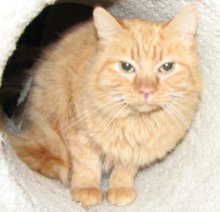 another picture of Peaches, a Domestic Long Hair orange