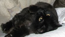 another picture of Bogey, a Domestic Long Hair black