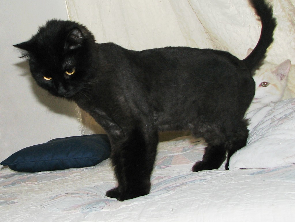 picture of Bogey, a Domestic Long Hair black