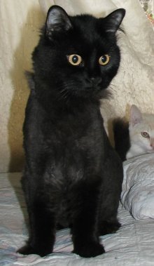picture of Bogey, a Domestic Long Hair black