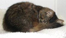 another picture of Sparkles, a Domestic Medium Hair brown tabby/white