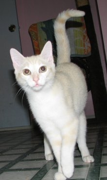another picture of Mortimer, a Siamese/Domestic Short Hair-x flamepoint