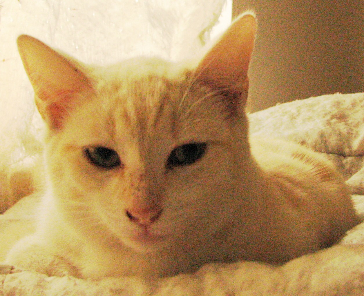 picture of Mortimer, a Siamese/Domestic Short Hair-x flamepoint