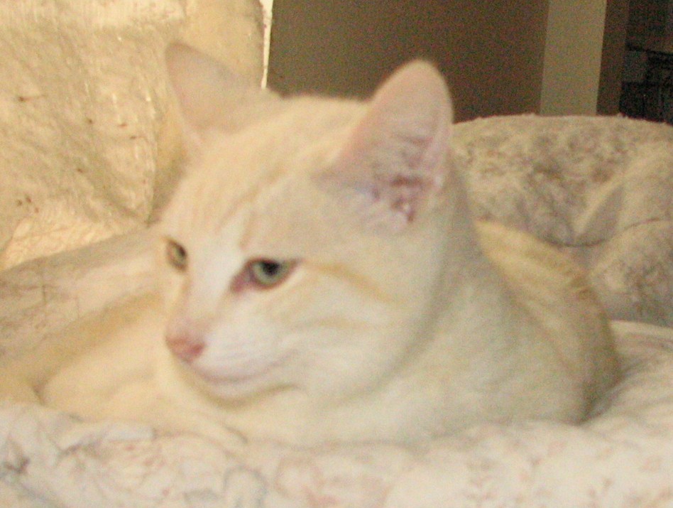 picture of Mortimer, a Siamese/Domestic Short Hair-x flamepoint