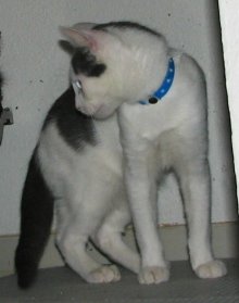 another picture of Barnaby, a Domestic Short Hair white/gray