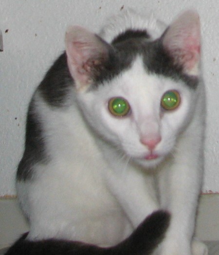 picture of Barnaby, a Domestic Short Hair white/gray