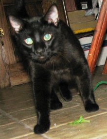 another picture of Basilia, a Domestic Short Hair black