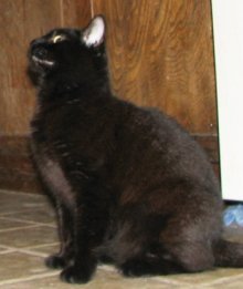 picture of Basilia, a Domestic Short Hair black
