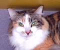 A picture of #NS02573: Reba a Domestic Medium Hair calico