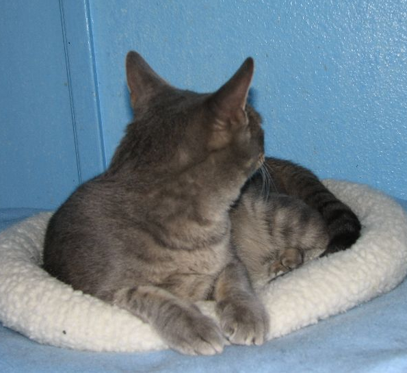 picture of Brody, a Domestic Short Hair gray tabby