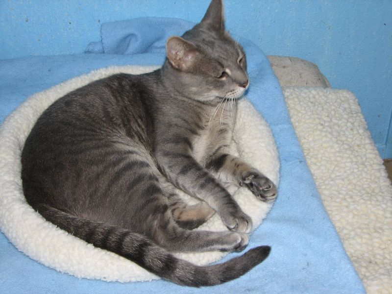 picture of Brody, a Domestic Short Hair gray tabby
