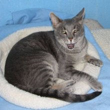 another picture of Brody, a Domestic Short Hair gray tabby