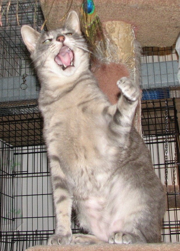 picture of Brody, a Domestic Short Hair gray tabby