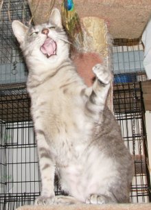 picture of Brody, a Domestic Short Hair gray tabby