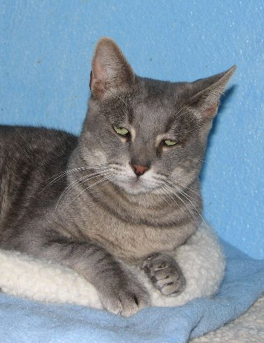 picture of Brody, a Domestic Short Hair gray tabby