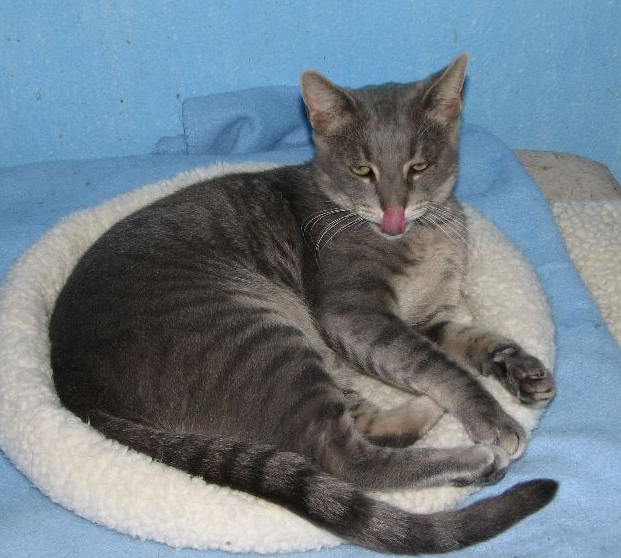 picture of Brody, a Domestic Short Hair gray tabby