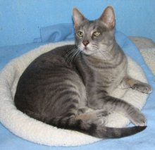 picture of Brody, a Domestic Short Hair gray tabby