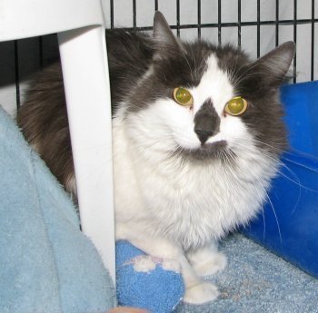 picture of Floppers, a Domestic Long Hair black/white