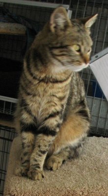 another picture of Laura, a Domestic Short Hair brown tabby