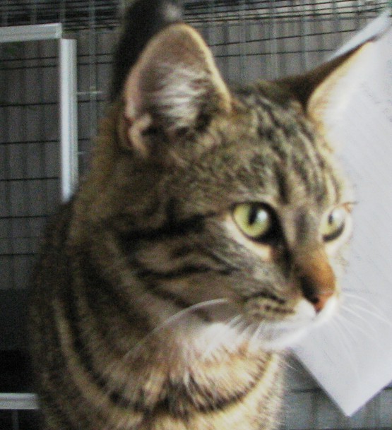 picture of Laura, a Domestic Short Hair brown tabby