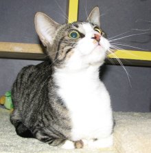 another picture of Jane, a Domestic Short Hair brown tabby/white