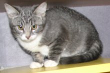 another picture of Alice, a Domestic Short Hair gray tabby/white