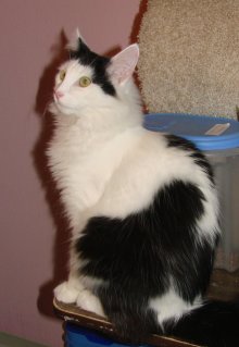another picture of Georgio, a Domestic Medium Hair white/black