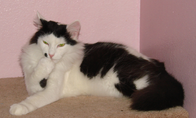 picture of Georgio, a Domestic Medium Hair white/black