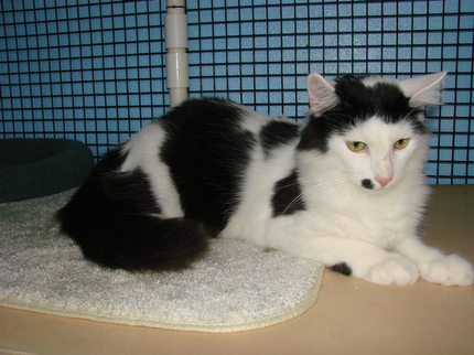 picture of Georgio, a Domestic Medium Hair white/black