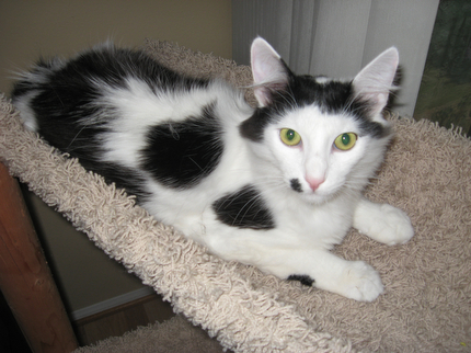 picture of Georgio, a Domestic Medium Hair white/black