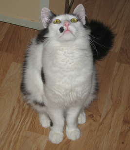 picture of Georgio, a Domestic Medium Hair white/black