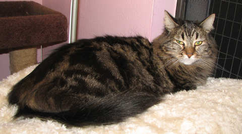 another picture of Bodhi Babe, a Maine Coon-x brown tabby