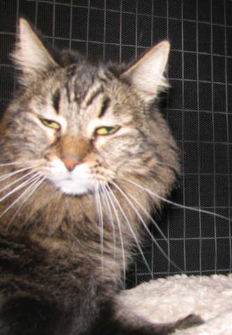 picture of Bodhi Babe, a Maine Coon-x brown tabby
