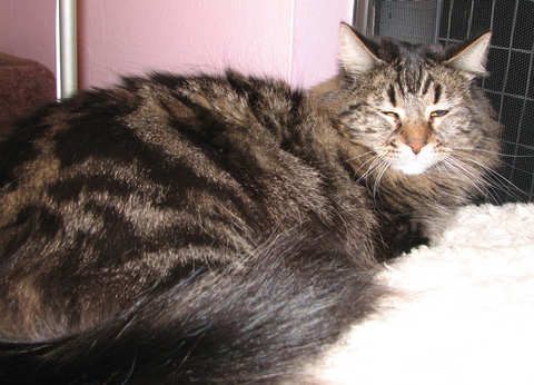 picture of Bodhi Babe, a Maine Coon-x brown tabby