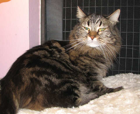 picture of Bodhi Babe, a Maine Coon-x brown tabby