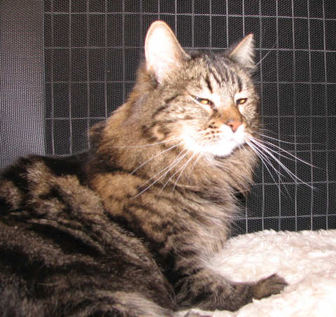 picture of Bodhi Babe, a Maine Coon-x brown tabby