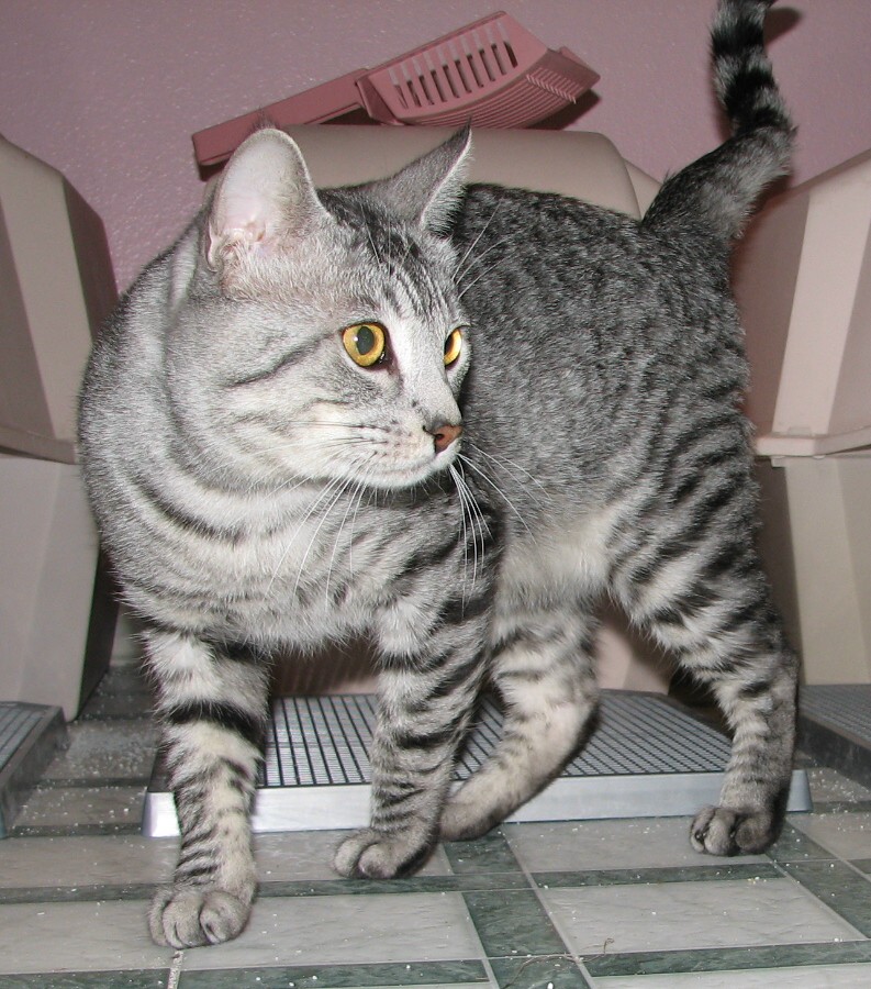 picture of Opie AKA Tigrer, a Domestic Short Hair silver tabby