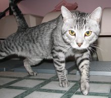 picture of Opie AKA Tigrer, a Domestic Short Hair silver tabby