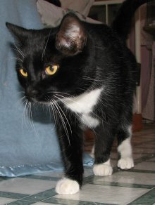 another picture of Sam, a Domestic Short Hair black/white