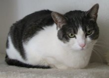 another picture of Irie, a Domestic Short Hair gray tabby/white